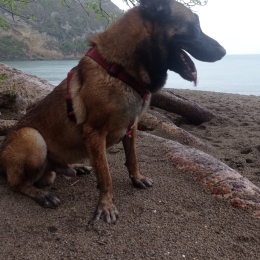 Achille profile