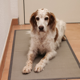 Idylle profile