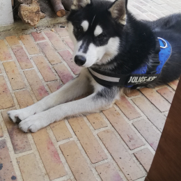 Tykka profile