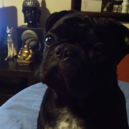 Marley profile
