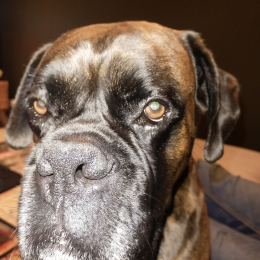 Oscar profile