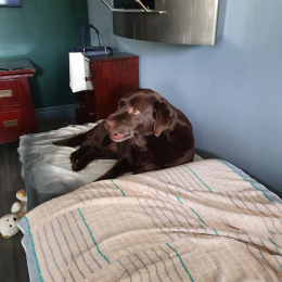 Doggo profile