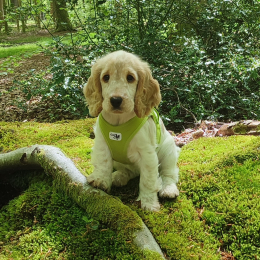 Vrownie profile