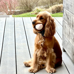 Puppy profile