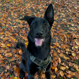 Koda profile