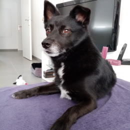 Doggo profile