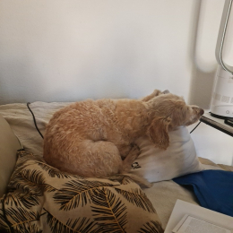 Canelle profile