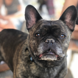 Lulu profile