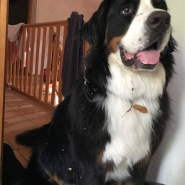 Marley profile