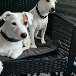 Kalya et kooki profile