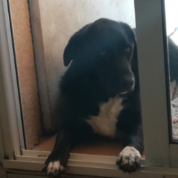 Balou profile