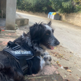 Max profile