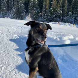 Logan profile