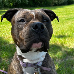 Laika profile