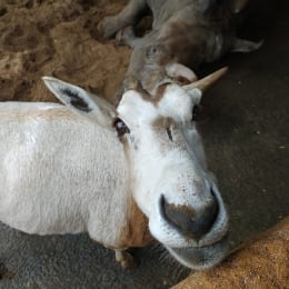 Blandine profile
