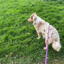Doggo profile