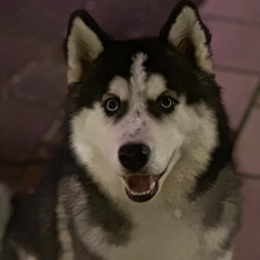 Floki profile