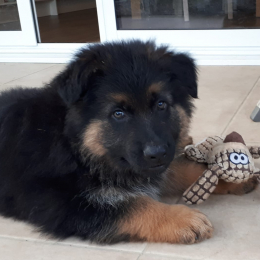 Indi profile