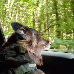 Laika profile