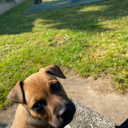 Kheops profile