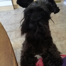 Peanuts profile