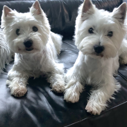 Pablo et hortie profile