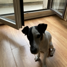 Jack profile