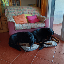 Triumph et vickie profile