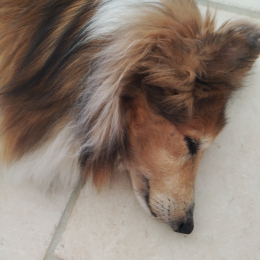 Flavy profile
