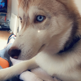 Nova profile