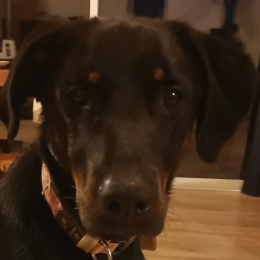 Maya profile