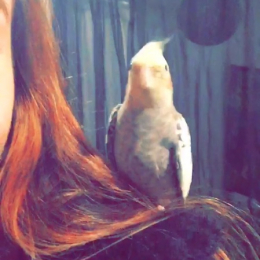 Laurine profile