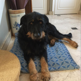 Doggo profile