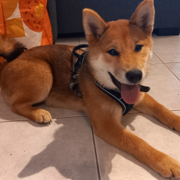 Katsu profile