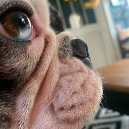 Suki profile