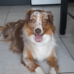 Tasha profile