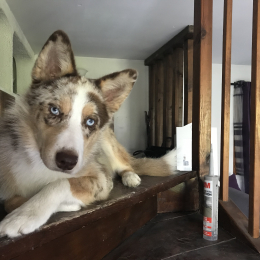 Nova profile