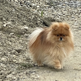 Poxy profile