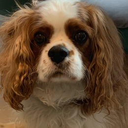 Reglisse profile