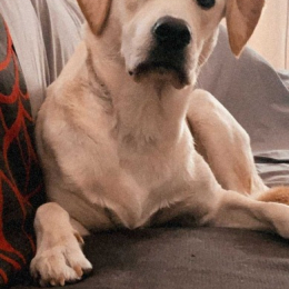 Poopy profile