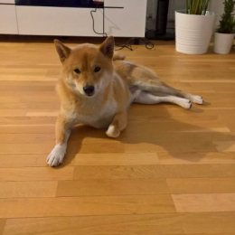 Doggo profile