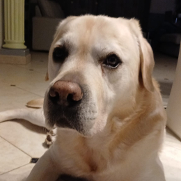Nuki profile