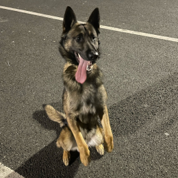 Aslan profile