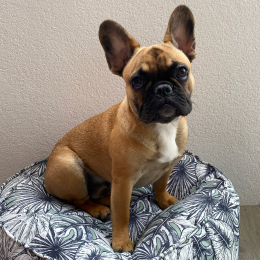 Pablo profile