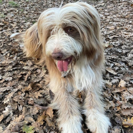 Milo profile