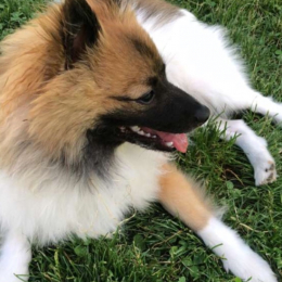 Mushu profile