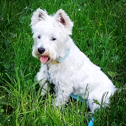 Willow profile