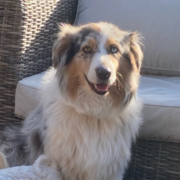 Perla profile