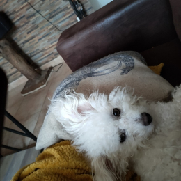 Puppy profile