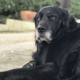 Eva profile